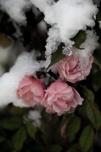 Frostbitten roses Frostbitten roses