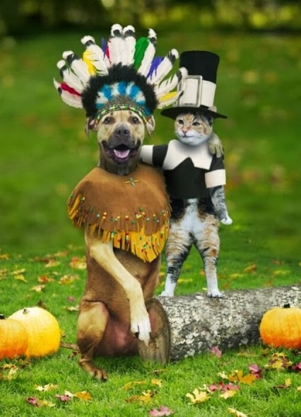 cute thanksiving pets cute thanksiving pets