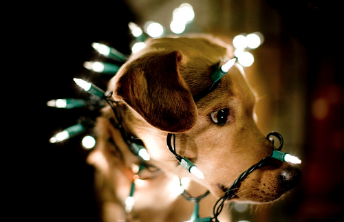 Christmas dog Christmas dog