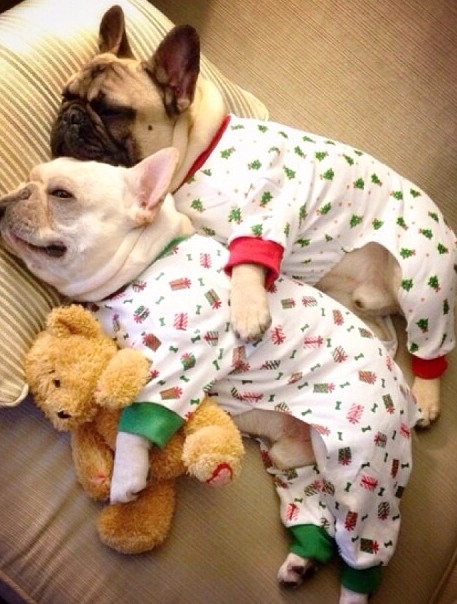 Dog holiday pajamas Dog holiday pajamas