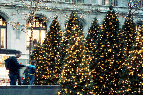 Row of lit trees Row of lit trees