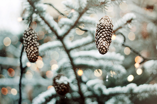 Pinecones in the winter Pinecones in the winter