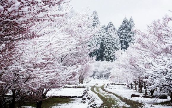 Pink Winter Pink Winter