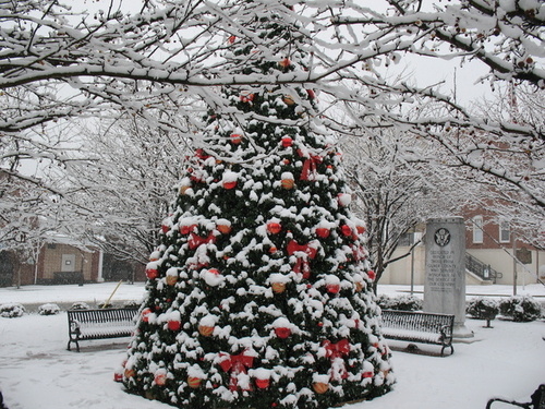 Tree covered in snow