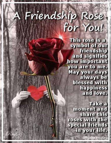 friendship rose