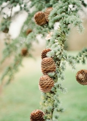 Pinecones on a tree Pinecones on a tree