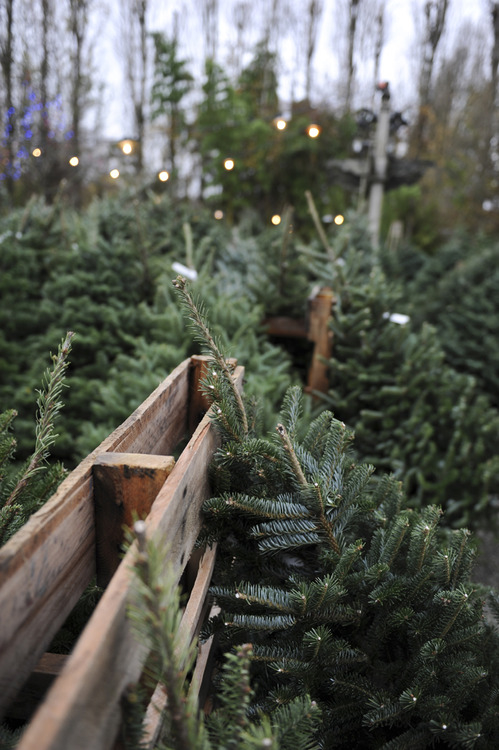 Christmas trees Christmas trees