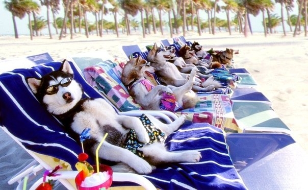 Dogs on Vacation Dogs on Vacation