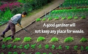 A good gardener 