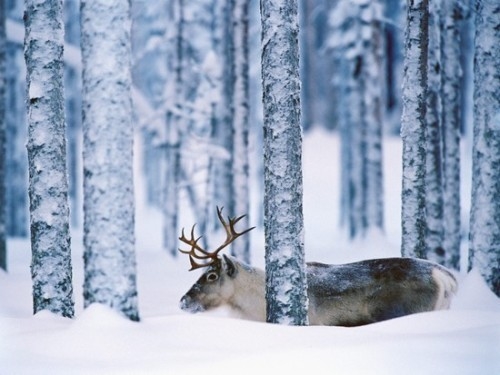Snow forest Snow forest