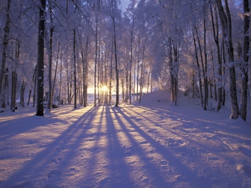 Winter at sunset