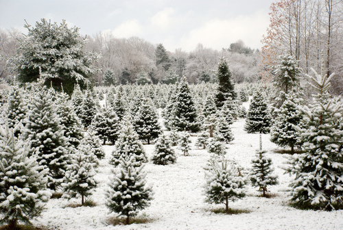 Snow covered trees Snow covered trees