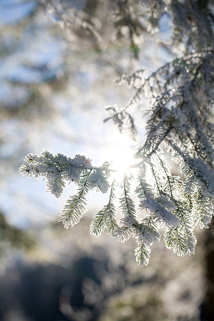 Frosted pine needles Frosted pine needles