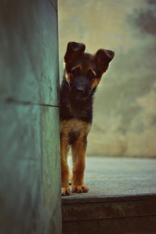 Cute Dog