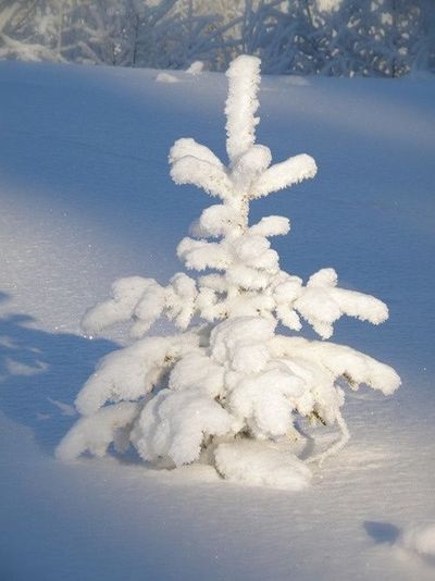 Little snow tree Little snow tree