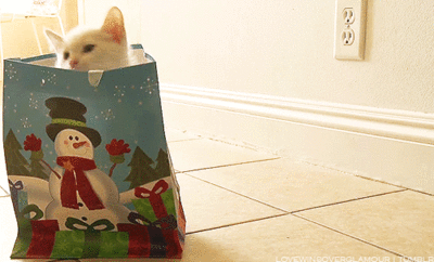 Kitty in a bag Kitty in a bag