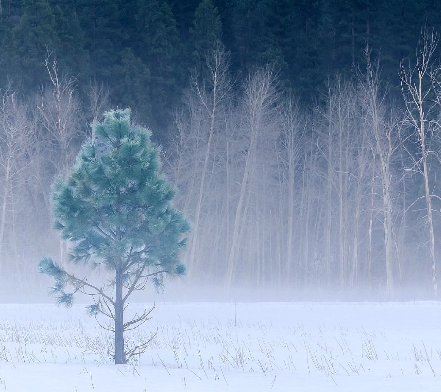Winter Tree