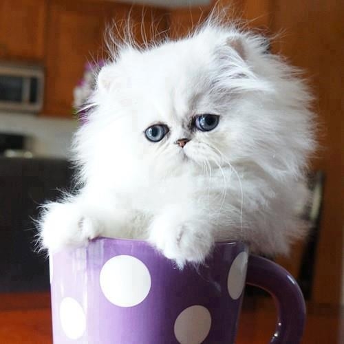 White Kitty in Purple Cup White Kitty in Purple Cup