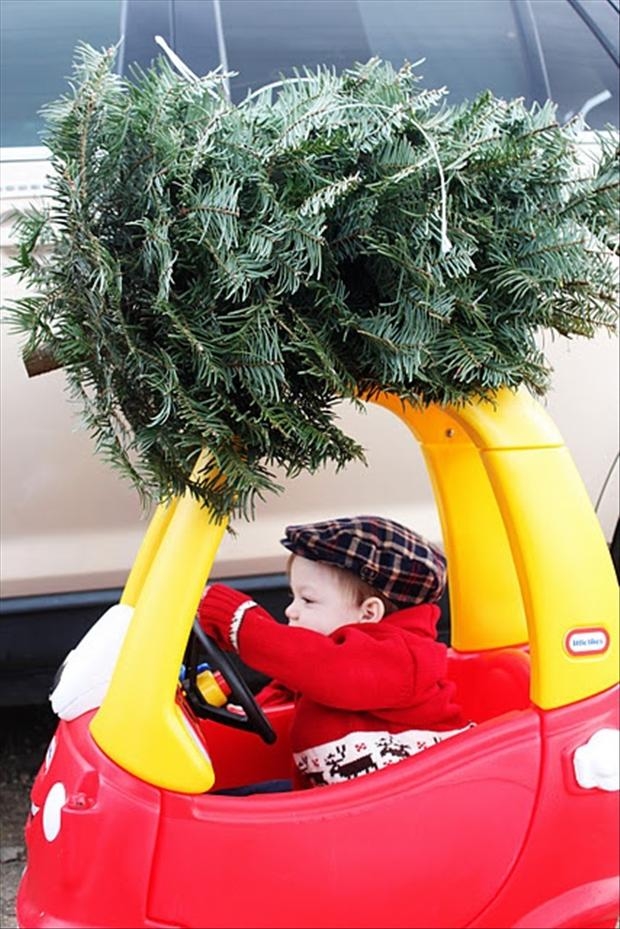 Kid driving tree home