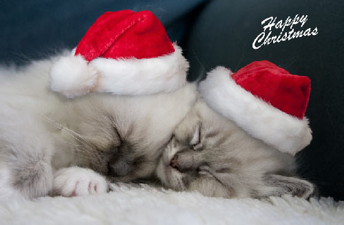 Sleeping kittens