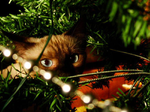 Christmas cat Christmas cat