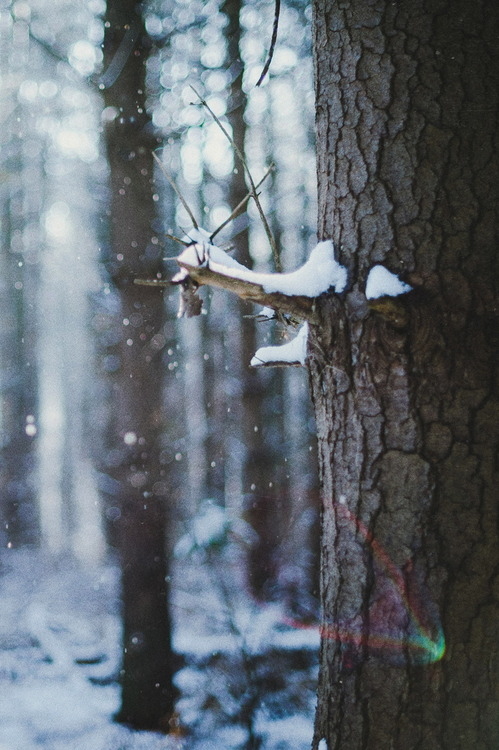 Fallen snow Fallen snow