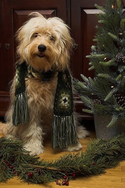 Happy Christmas Dog Happy Christmas Dog