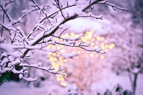 Nature's Lights Nature's Lights
