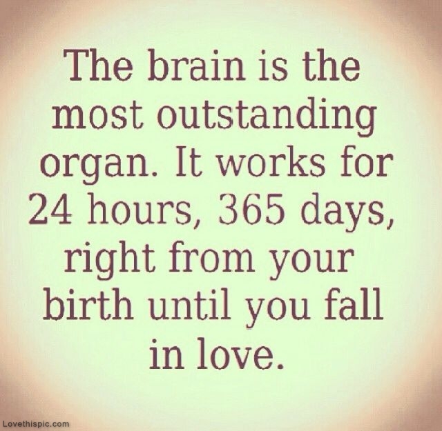 The Brain The Brain