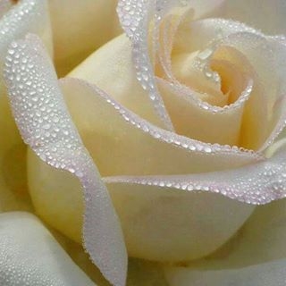 Silky Vanilla White Rose!! Silky Vanilla White Rose!!