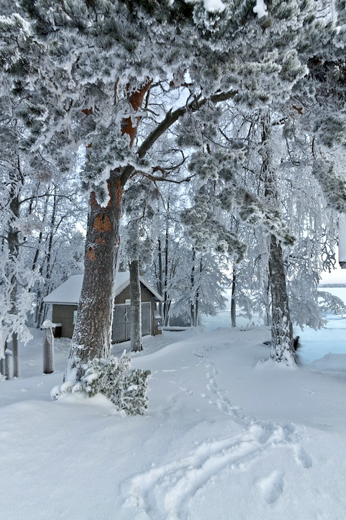 White winter