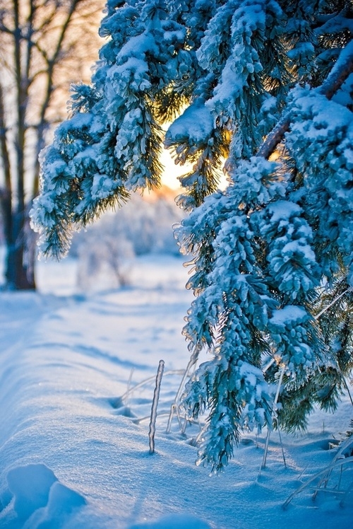 Blue Winter Blue Winter