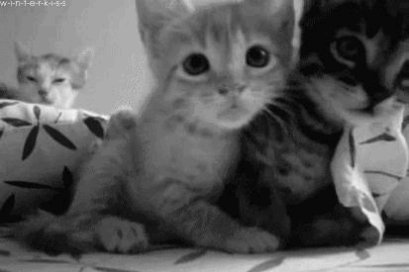 Cute kittens