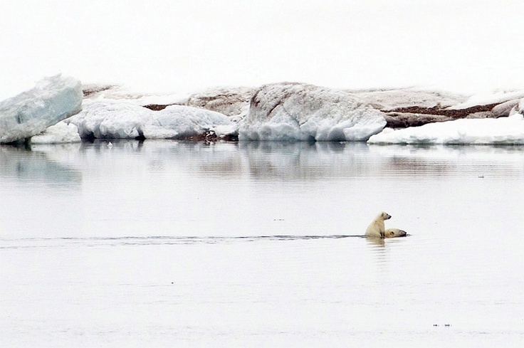 Polar bears Polar bears