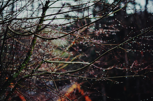 Dewy bokeh