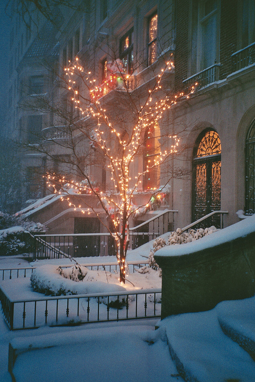 Outdoor christmas tree