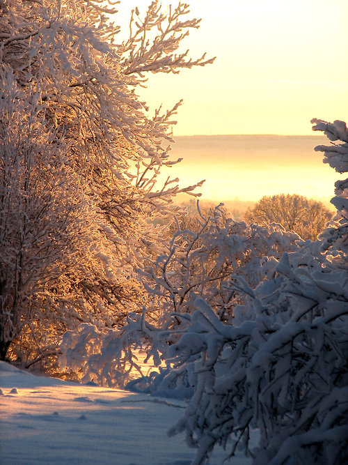 Snowy woods Snowy woods