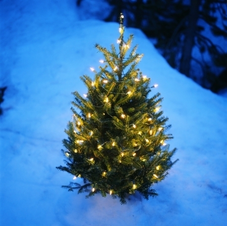 Small christmas tree in the snow Small christmas tree in the snow