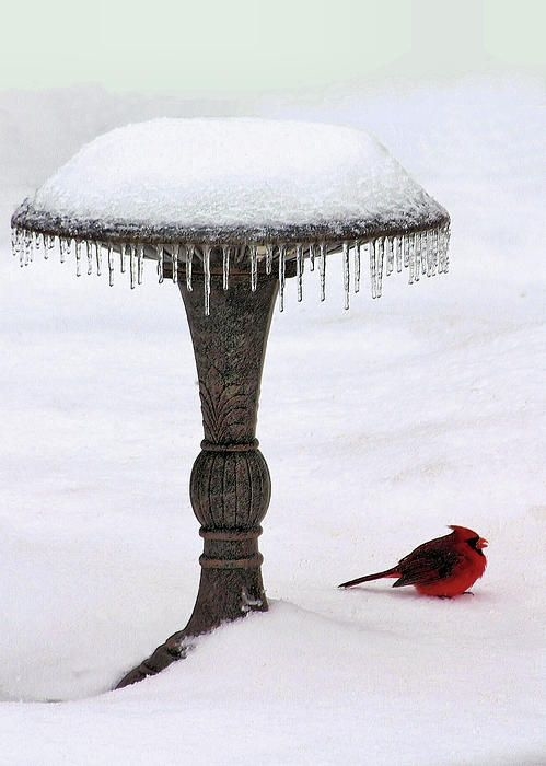 Red Winter Cardinal Red Winter Cardinal