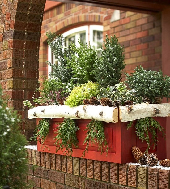 Pinecone plants decor Pinecone plants decor