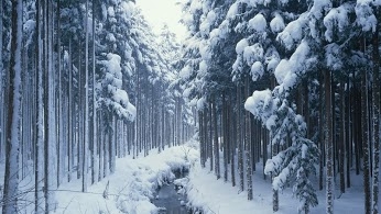 Winter Beauty