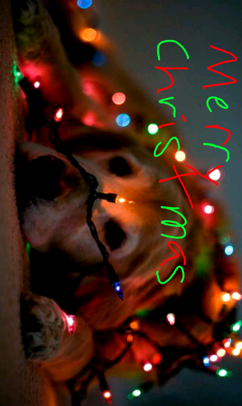 Merry Christmas Merry Christmas