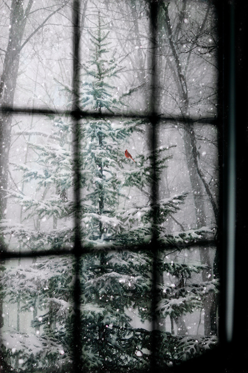 Snow on the tree