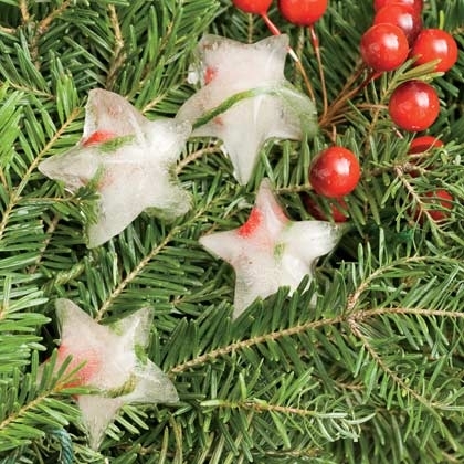 Ice stars Ice stars