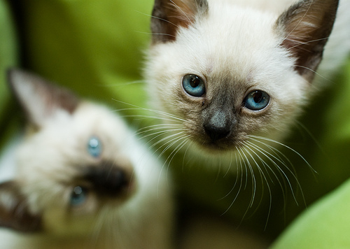 Siamese cats