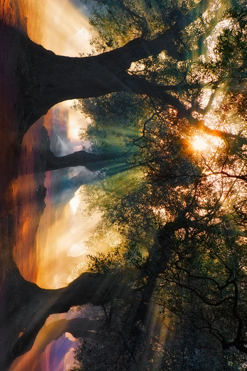 Sideways forest