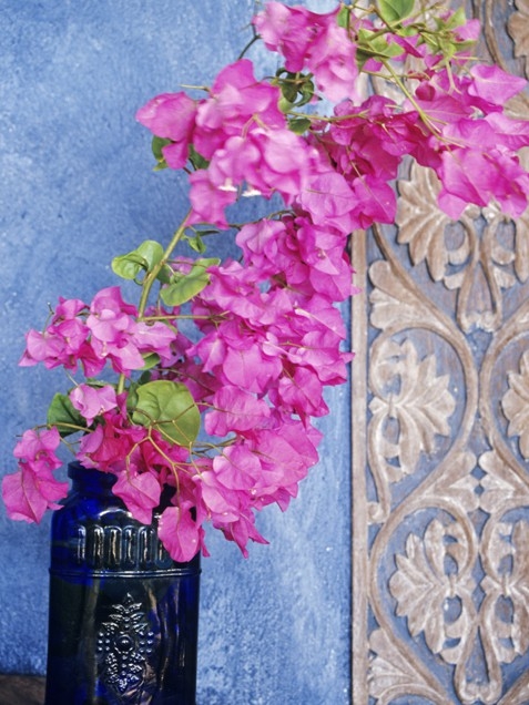 Boungainvilleas Boungainvilleas