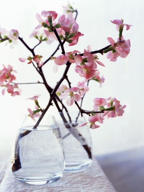 Cherry blossoms