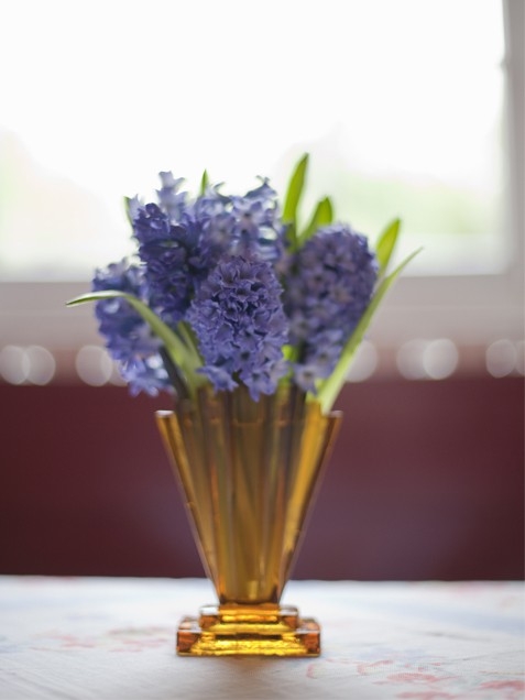 Happy hyacinth Happy hyacinth