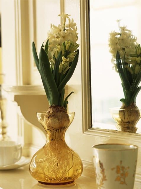 Bulb vases Bulb vases